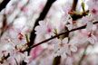 福島市　花見山公園　会津の写真館