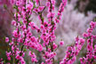 福島市　花見山公園　会津の写真館