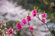 福島市　花見山公園　会津の写真館