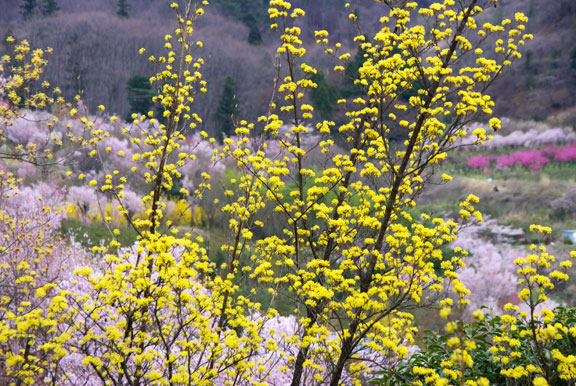 福島市　花見山公園　会津の写真館