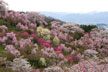 福島市　花見山公園　会津の写真館