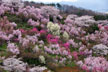 福島市　花見山公園　会津の写真館