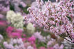 福島市　花見山公園　会津の写真館