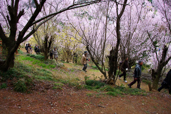 福島市　花見山公園　会津の写真館