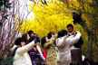 福島市　花見山公園　会津の写真館