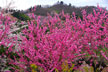 福島市　花見山公園　会津の写真館