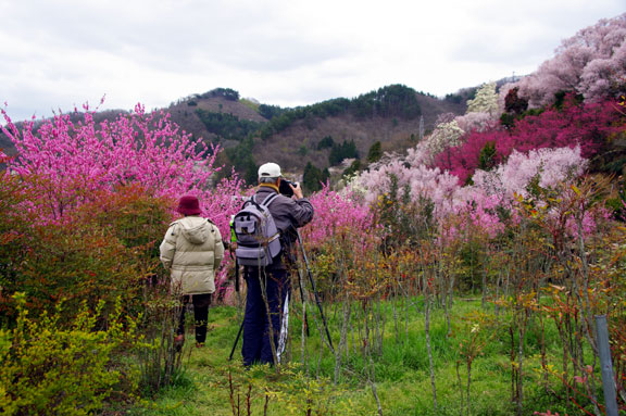 福島市　花見山公園　会津の写真館