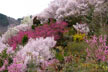 福島市　花見山公園　会津の写真館