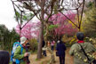 福島市　花見山公園　会津の写真館