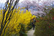 福島市　花見山公園　会津の写真館