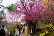 福島市　花見山公園　会津の写真館