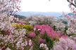 福島市　花見山公園　会津の写真館