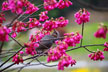 福島市　花見山公園　会津の写真館