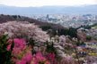 福島市　花見山公園　会津の写真館