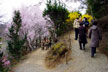 福島市　花見山公園　会津の写真館