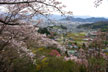 福島市　花見山公園　会津の写真館