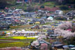 福島市　花見山公園　会津の写真館