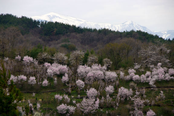 福島市　花見山公園　会津の写真館