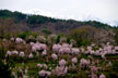 福島市　花見山公園　会津の写真館