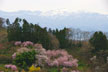 福島市　花見山公園　会津の写真館