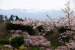 福島市　花見山公園　会津の写真館