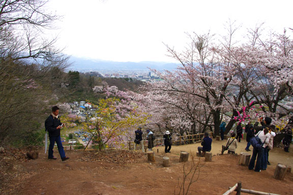 福島市　花見山公園　会津の写真館