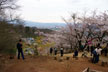 福島市　花見山公園　会津の写真館