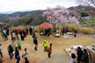 福島市　花見山公園　会津の写真館