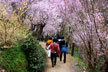 福島市　花見山公園　会津の写真館