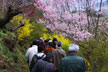 福島市　花見山公園　会津の写真館