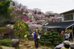 福島市　花見山公園　会津の写真館