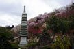 福島市　花見山公園　会津の写真館