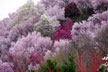 福島市　花見山公園　会津の写真館