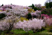 福島市　花見山公園　会津の写真館