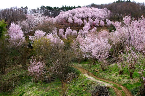 福島市　花見山公園　会津の写真館