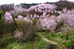 福島市　花見山公園　会津の写真館