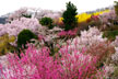 福島市　花見山公園　会津の写真館