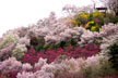 福島市　花見山公園　会津の写真館