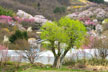 福島市　花見山公園　会津の写真館