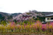 福島市　花見山公園　会津の写真館