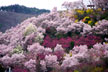 福島市　花見山公園　会津の写真館