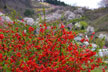 福島市　花見山公園　会津の写真館