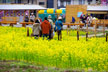 福島市　花見山公園　会津の写真館