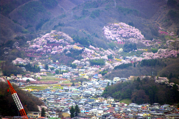 福島市　花見山公園　会津の写真館