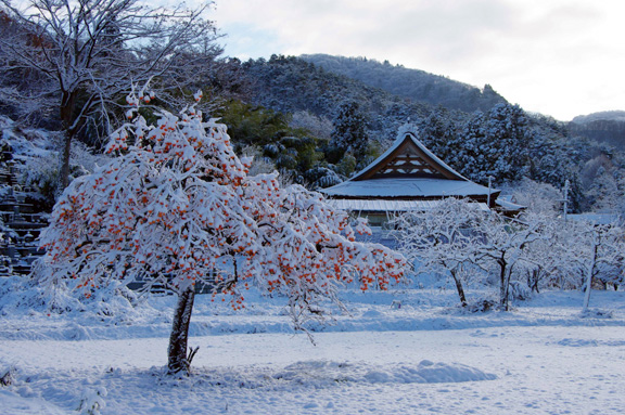 柿と里山に淡雪