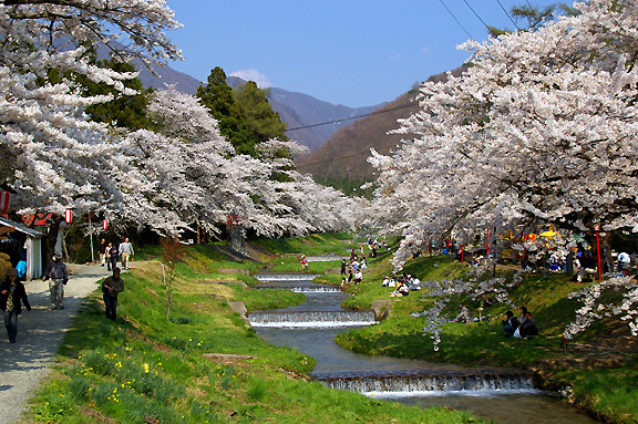 遅めのお花見スポット、おすすめの観音寺川（猪苗代川桁）