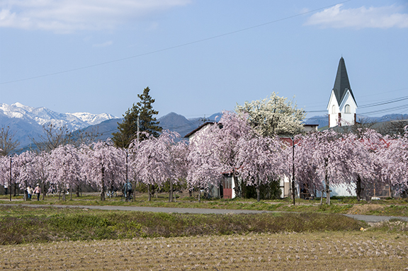 日中線しだれ桜