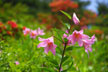 福島市　花見山公園　会津の写真館