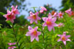 福島市　花見山公園　会津の写真館