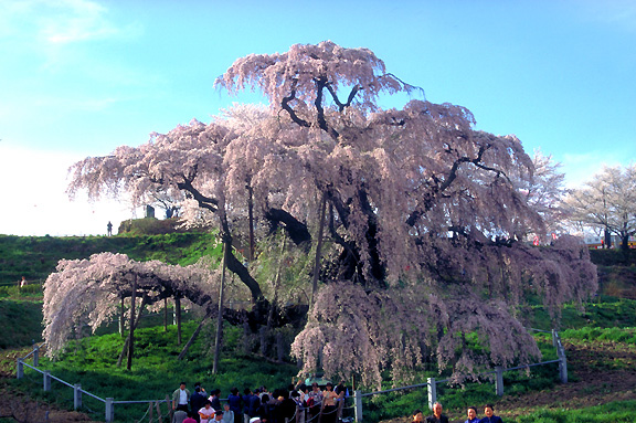 三春の滝桜